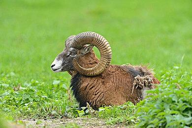 任天堂SwitchOl免费畅玩活动 《节奏海拉鲁》5月1日上线